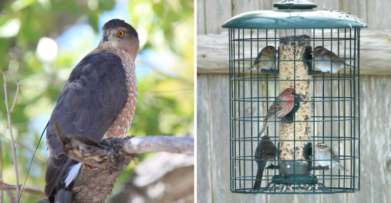 What It Really Means When Birds Stop Visiting Your North Carolina Feeders In August