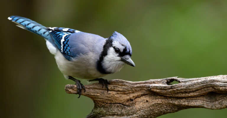 blue jay (featured image)