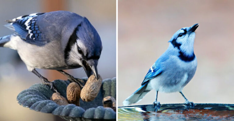 blue jay