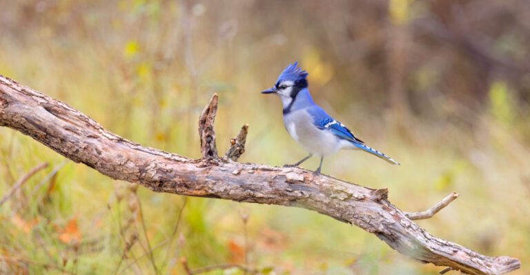 What It Really Means When Blue Jays Keep Visiting Your Texas Yard
