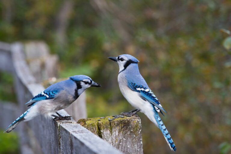 blue jays in garden