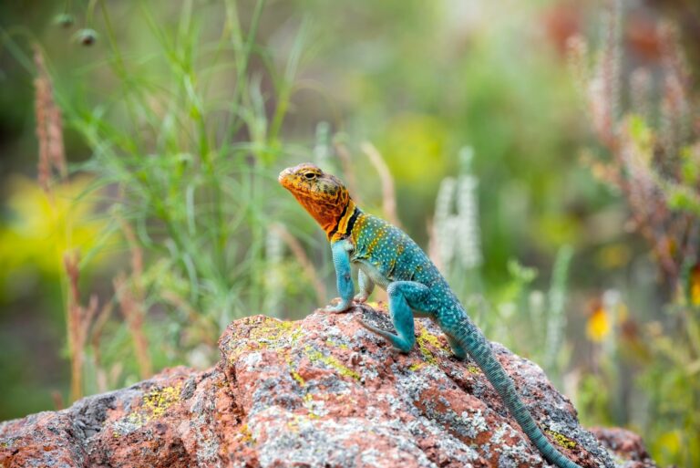 collared lizard