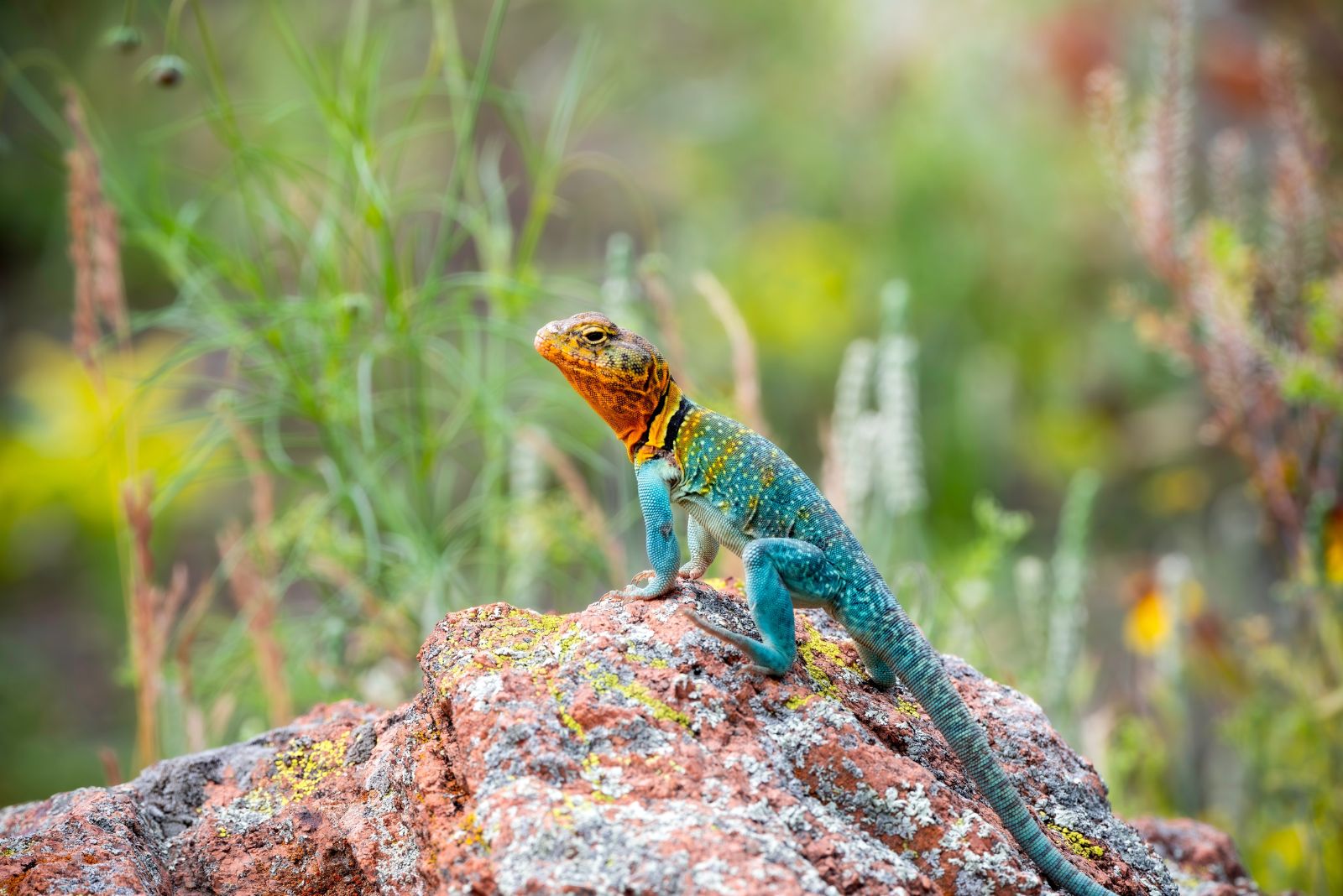 collared lizard