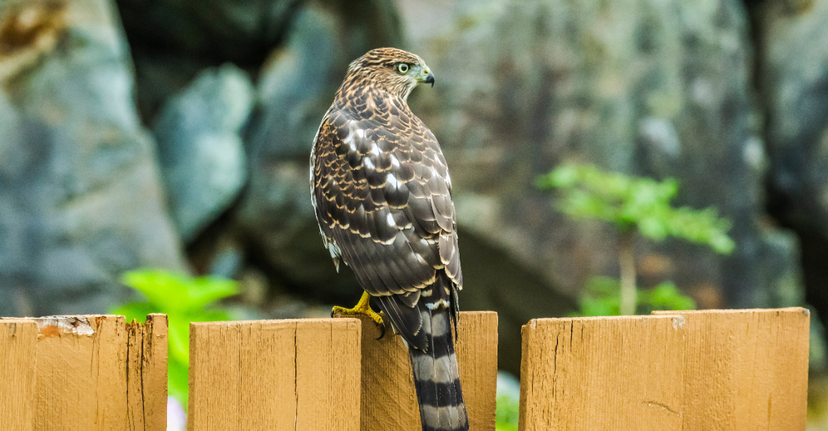 cooper's hawk on fence