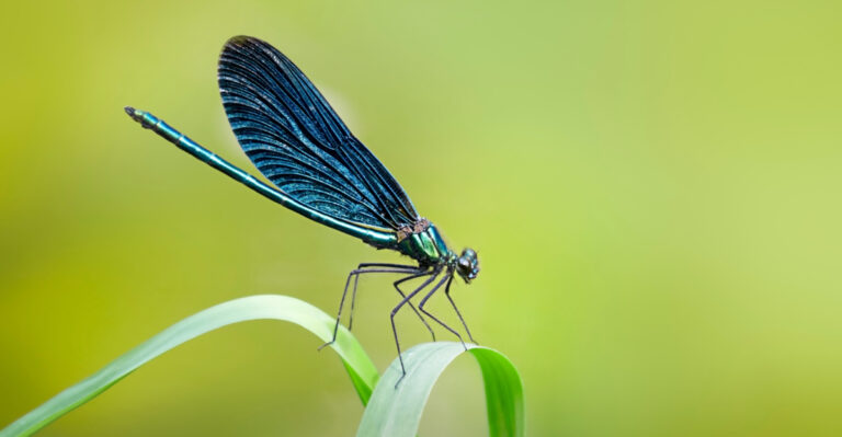 What It Really Means When Dragonflies Start Disappearing From Your North Carolina Yard In Late Summer