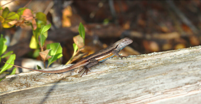 Florida Scrub Lizard (Sceloporus woodi)