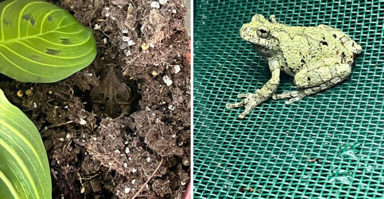 What It Really Means When Frogs Start Showing Up On Your North Carolina Porch During A Storm