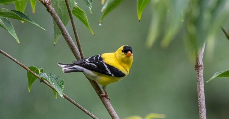 What It Really Means When Goldfinches Suddenly Appear In Your Michigan Garden In Late Summer