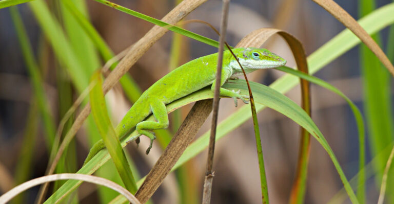green anoles (featured image)