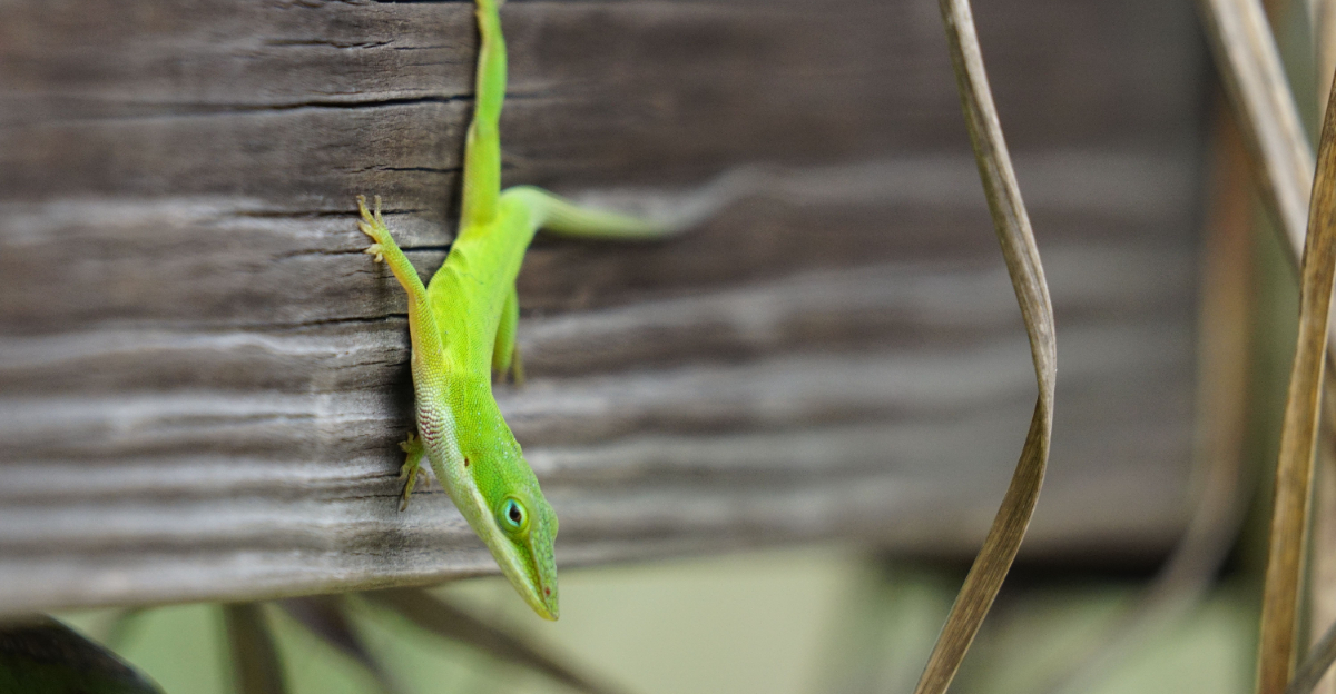 green anole