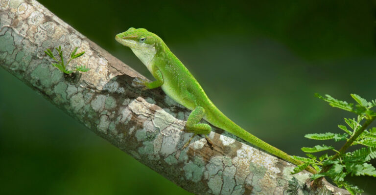 What It Really Means When Green Anoles Take Over Your Texas Yard This Summer