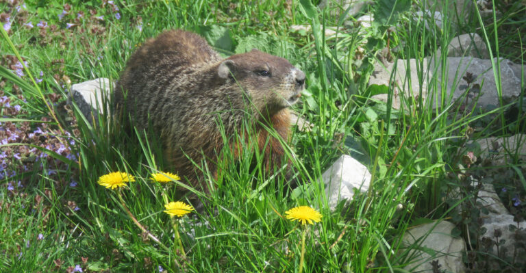 groundhog in garden
