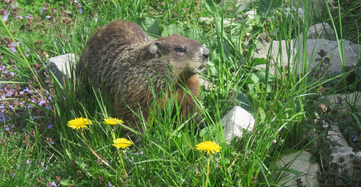 groundhog in garden