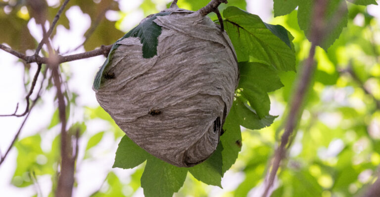 hornet nest