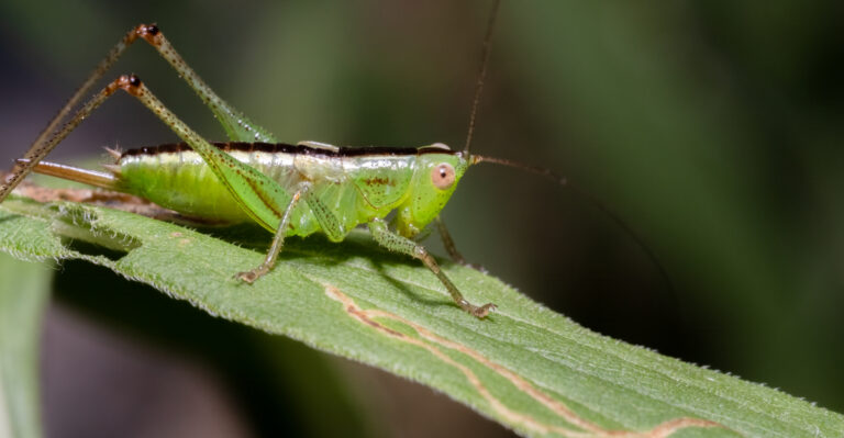 katydid