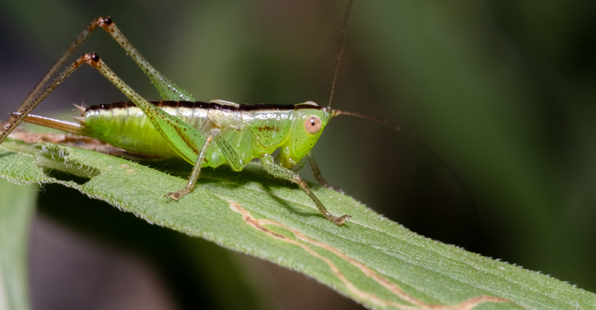 katydid