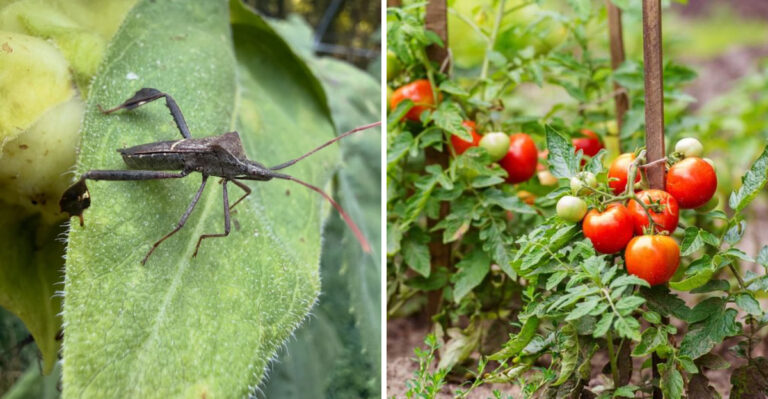 What It Really Means When Leaf-Footed Bugs Show Up On Your Texas Tomatoes