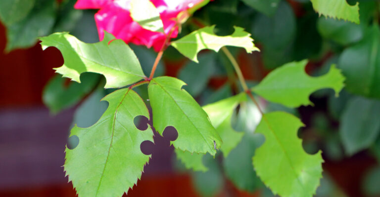 leafcutter bee damage