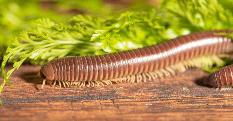 What It Really Means When Millipedes Are Everywhere In Your North Carolina Garden After Rain