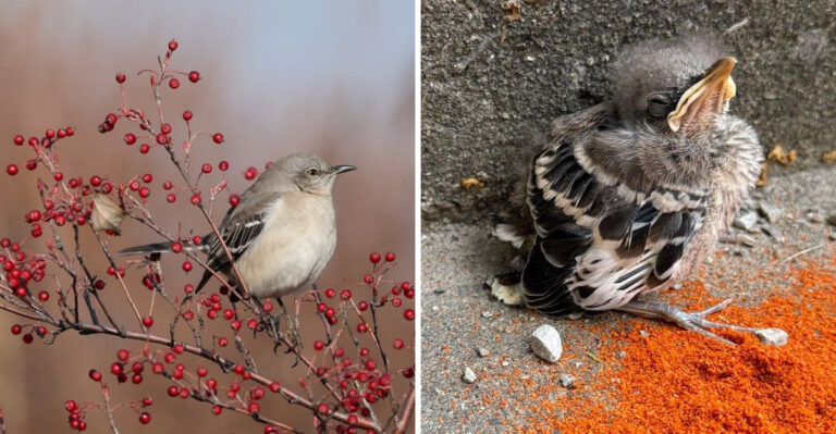 What It Really Means When Mockingbirds Get Loud In Your Texas Yard