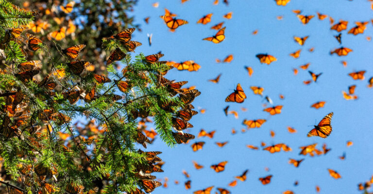 monarch butterflies migrate