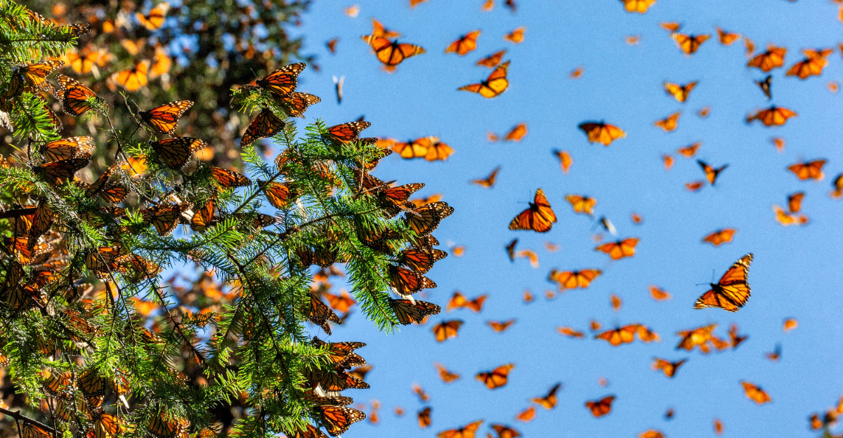 monarch butterflies migrate