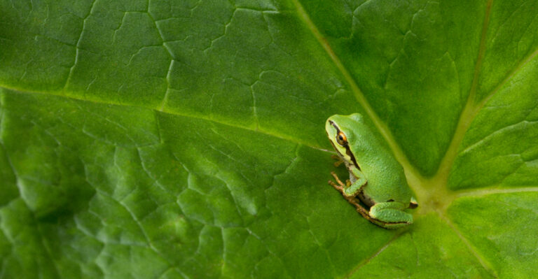 What It Really Means When Pacific Tree Frogs Take Over Your Oregon Garden