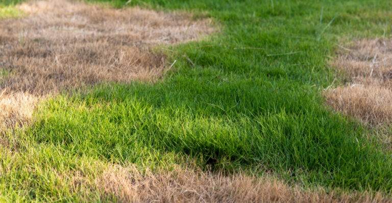 What It Really Means When Your Texas Lawn Starts Turning Brown From Pasture Mealybugs