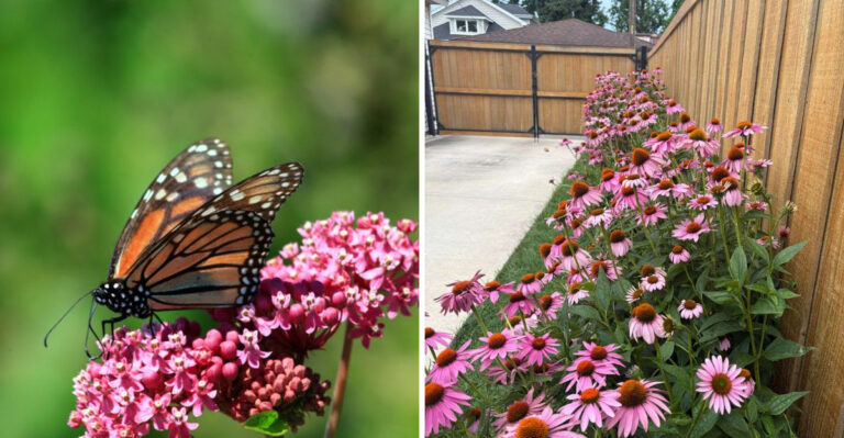 What It Really Means When Pollinators Suddenly Disappear From Your North Carolina Yard
