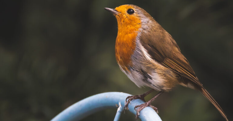 What It Really Means When Robins Flock To Your Connecticut Lawn
