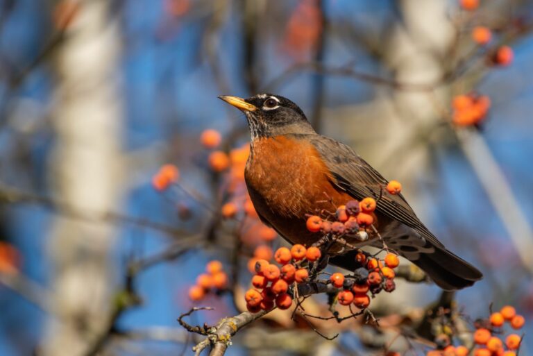 american robin