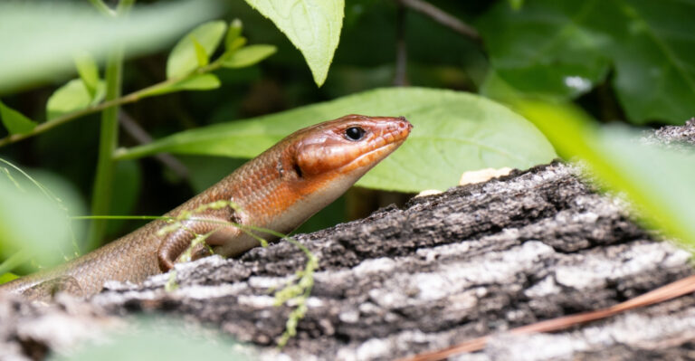 What It Really Means When Skinks Take Over Your Texas Yard This Summer