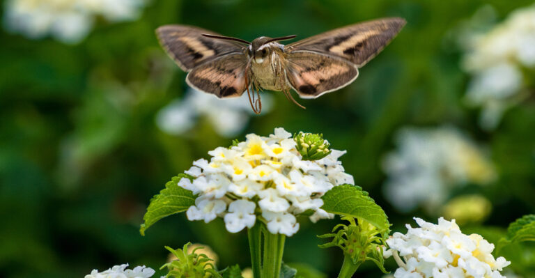 sphinx moth