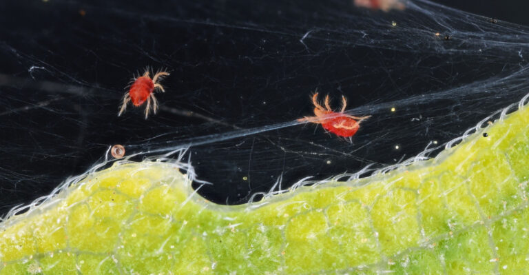 What It Really Means When Spider Mites Take Over Your Texas Garden During Dry Heat