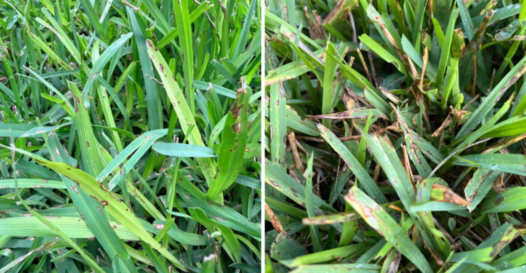 What It Really Means When St. Augustine Grass Develops Gray Spots During Texas Summer Heat