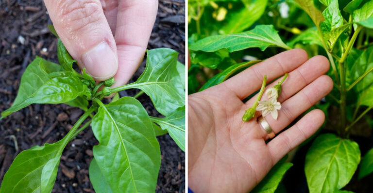 pepper plant not producing