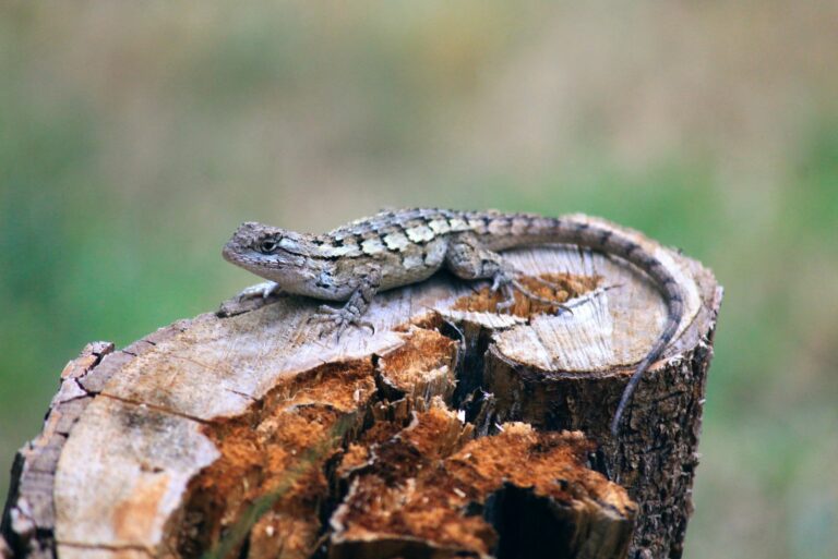 texas spiny lizard