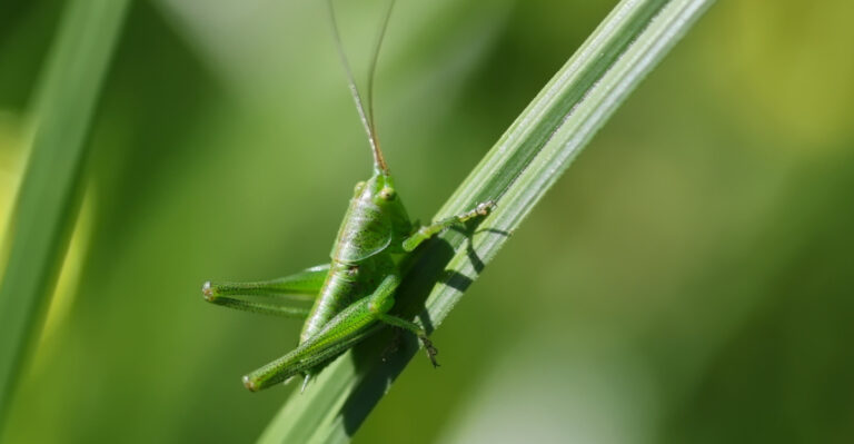 What It Really Means When The Crickets Suddenly Stop Chirping In Massachusetts