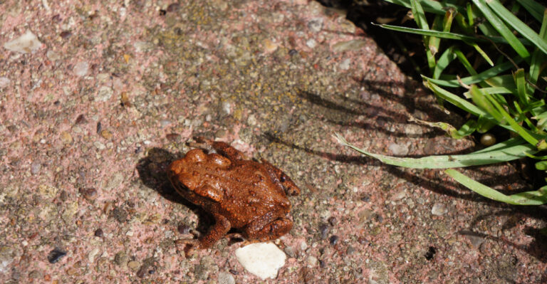 toad in garden
