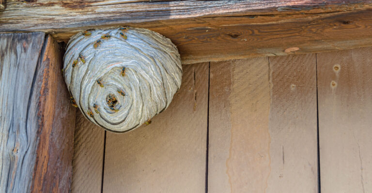 wasp nest (featured image)