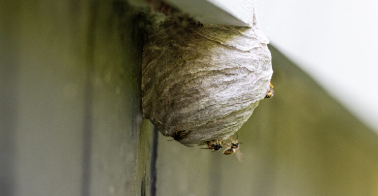 What It Really Means When Wasps Start Building Nests Around Your Oregon Porch This Summer