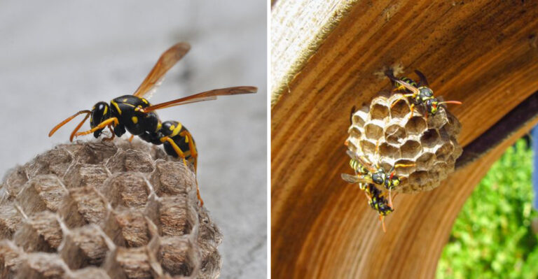 What It Really Means When Wasps Start Building Nests Around Your Pennsylvania Porch This Summer