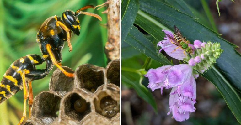 wasp on plant