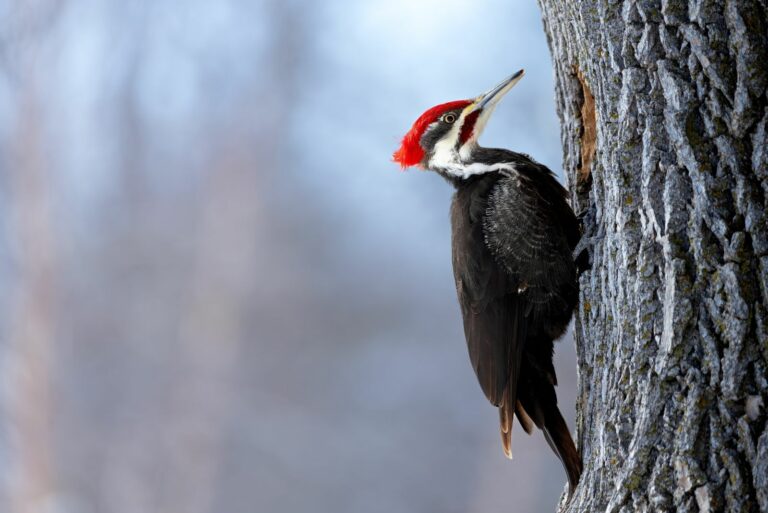 woodpecker