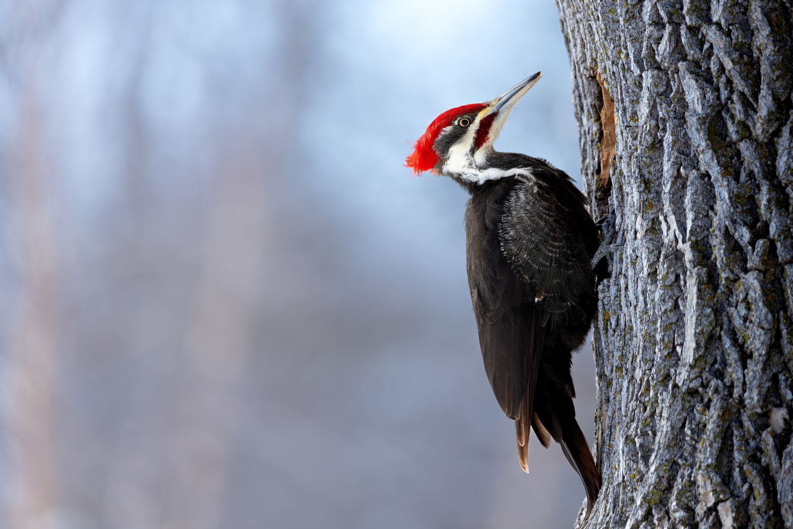 woodpecker