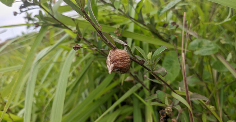 praying mantis eggcase