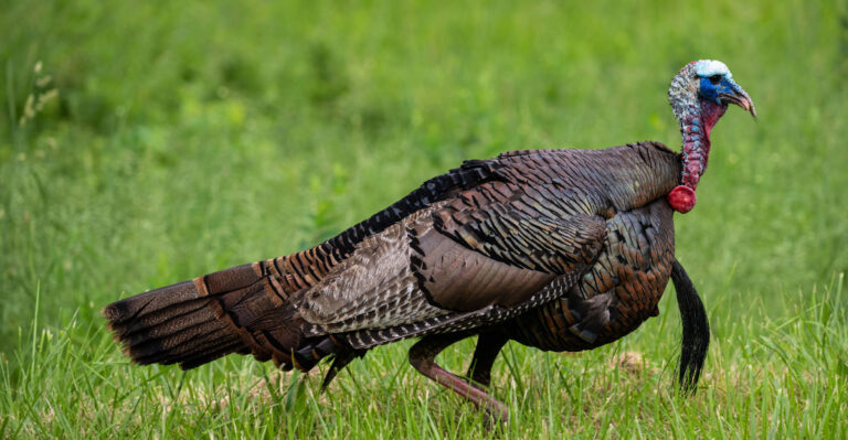 What It Really Means When You See A Wild Turkey In Your Ohio Yard
