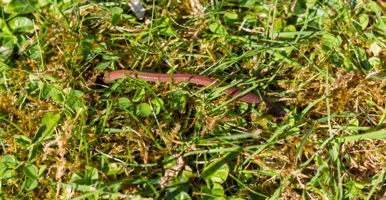 earthworms