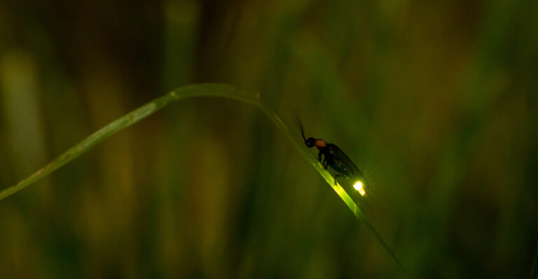 firefly