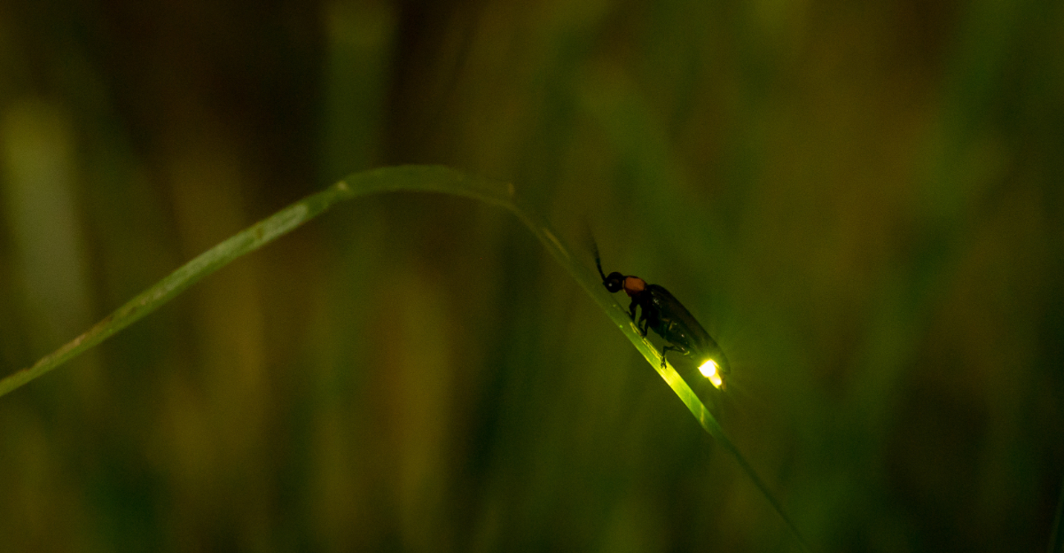 firefly